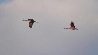 Жительница Тверской области запечатлела на видео полёт грациозных журавлей журавлей