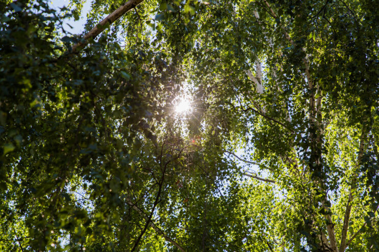 планируется