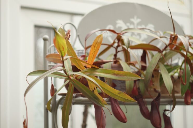 В тверском Ботаническом саду зацвел Непентес кроваво-красный В тверском Ботаническом саду зацвел Непентес кроваво-красный