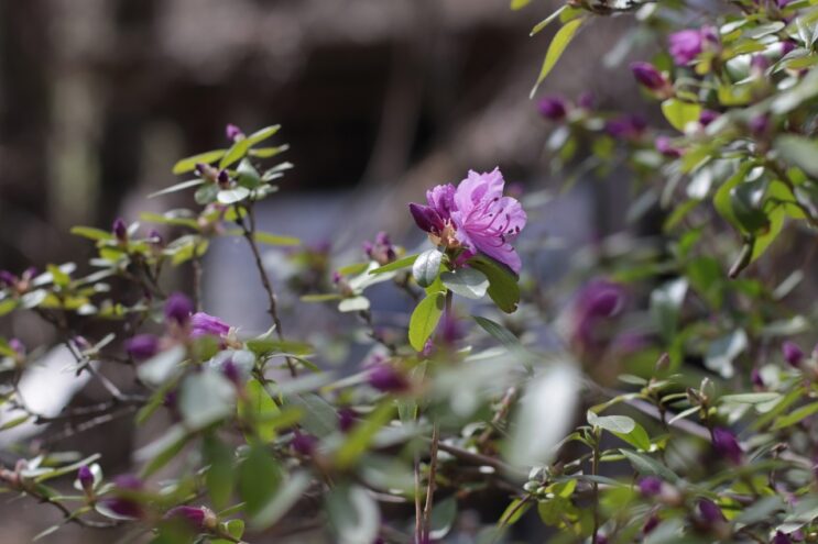 В тверском Ботаническом саду зацветает "алтайская сакура" В тверском Ботаническом саду зацветает "алтайская сакура"