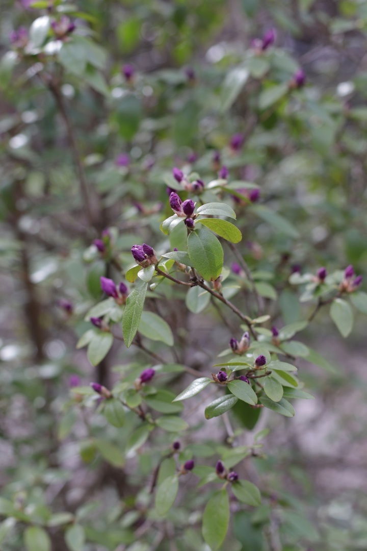 В тверском Ботаническом саду зацветает "алтайская сакура" В тверском Ботаническом саду зацветает "алтайская сакура"