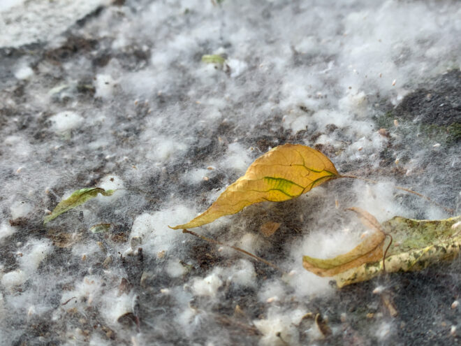 Аллерголог рассказал об опасности тополиного пуха Аллерголог рассказал об опасности тополиного пуха