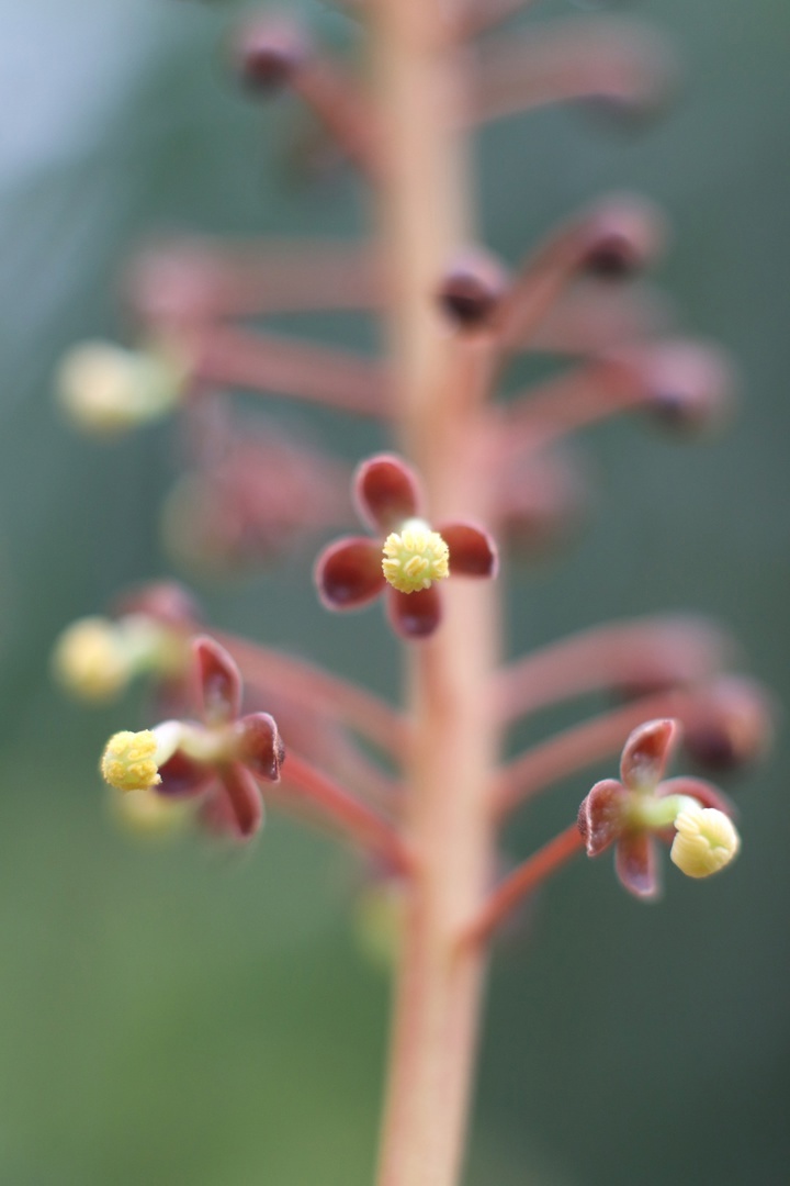 В тверском Ботаническом саду зацвел Непентес кроваво-красный В тверском Ботаническом саду зацвел Непентес кроваво-красный