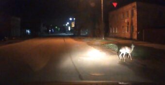 В центре города Тверской области заметили косулю косулю