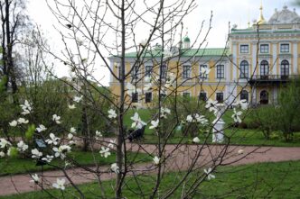 Долгожданное событие: впервые в тверском Дворцовом саду зацвела Магнолия Долгожданное событие: впервые в тверском Дворцовом саду зацвела Магнолия