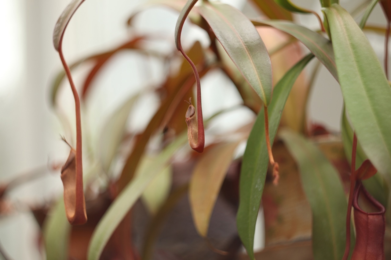 В тверском Ботаническом саду зацвел Непентес кроваво-красный В тверском Ботаническом саду зацвел Непентес кроваво-красный