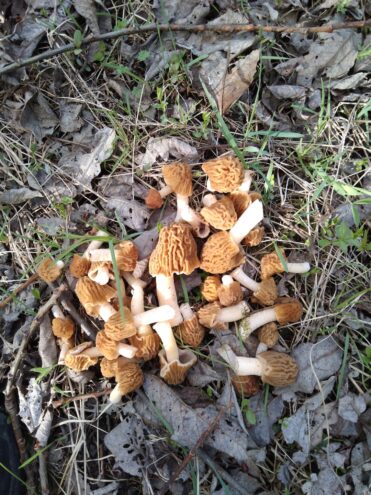 В лесах Тверской области можно собрать сморчковые шапочки Тверской области