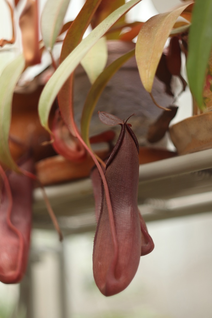 В тверском Ботаническом саду зацвел Непентес кроваво-красный В тверском Ботаническом саду зацвел Непентес кроваво-красный