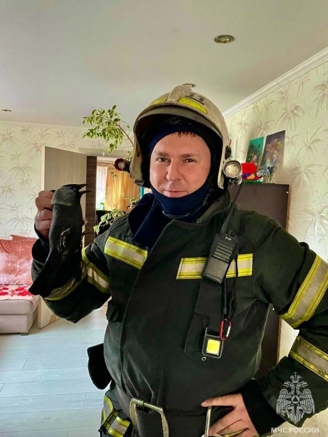 В Кимрах сотрудники МЧС спасли ворону В Кимрах