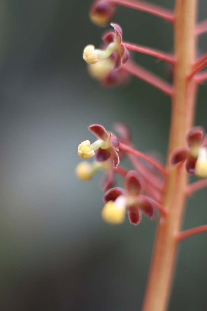 В тверском Ботаническом саду зацвел Непентес кроваво-красный В тверском Ботаническом саду зацвел Непентес кроваво-красный