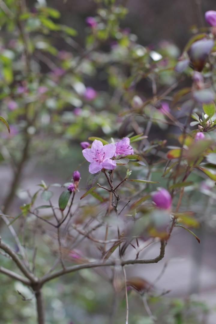 В тверском Ботаническом саду зацветает "алтайская сакура" В тверском Ботаническом саду зацветает "алтайская сакура"