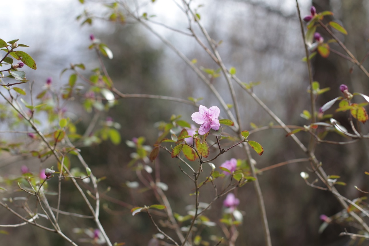 В тверском Ботаническом саду зацветает "алтайская сакура" В тверском Ботаническом саду зацветает "алтайская сакура"