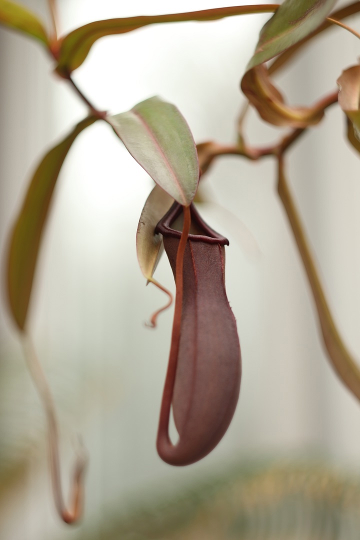 В тверском Ботаническом саду зацвел Непентес кроваво-красный В тверском Ботаническом саду зацвел Непентес кроваво-красный