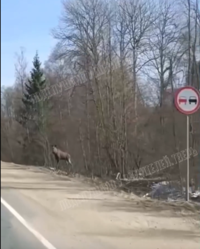 В Тверской области заметили испуганного лося заметили