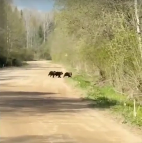 семью медведей