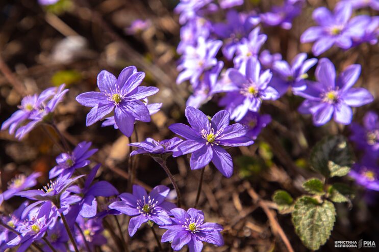 Температура воздуха в Тверской области продолжает повышаться Тверской области