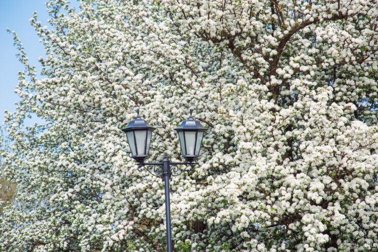 Тверь наполнилась цветущими деревьями Тверь