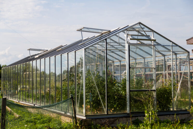 Специалисты Россельхознадзора установили первые феромонные ловушки в тепличных хозяйствах Россельхознадзора