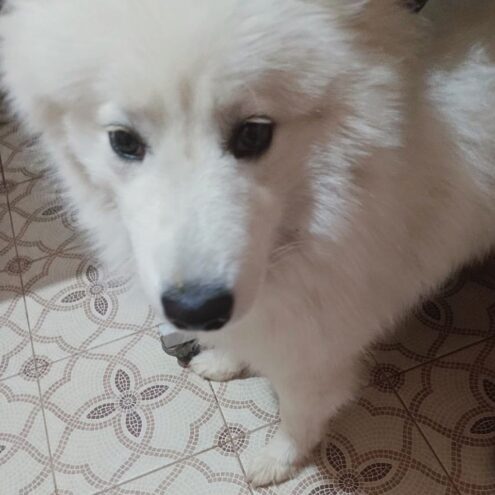 Тверские ветеринары