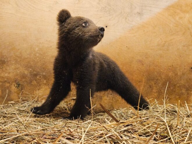 В Тверской области спасут маленькую медведицу с характером В Тверской области спасут маленькую медведицу с характером