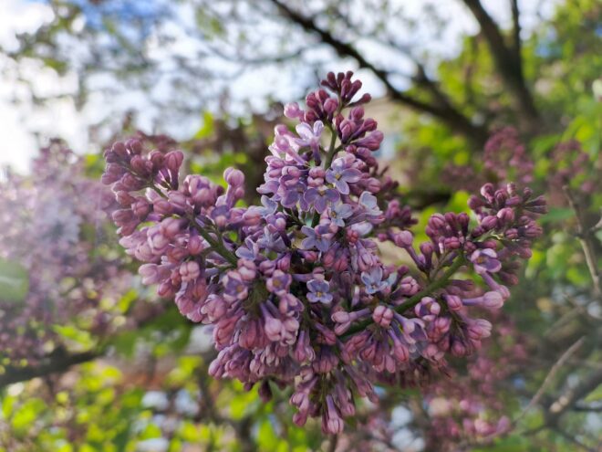 В Твери начинает распускаться сирень сирень