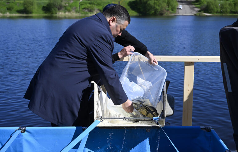 В День Волги в Твери прошёл запуск в водоём молоди стерляди молоди стерляди