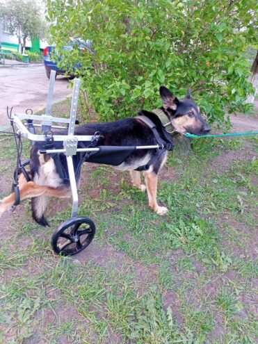 Жители Тверской области собрали деньги на инвалидную коляску для собаки Жители Тверской области собрали деньги на инвалидную коляску для собаки