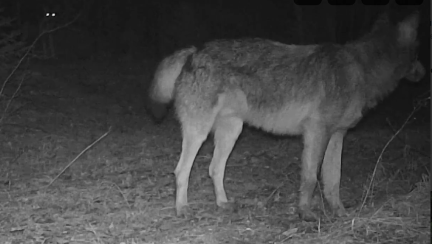В Тверской области фотоловушка сняла процесс волчьей охоты