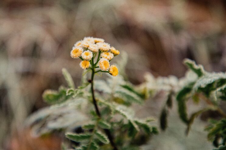 Тверской области