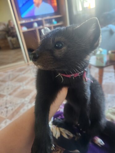 Тверской области