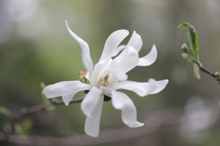 В Ботаническом саду Твери зацвела японская магнолия Магнолия