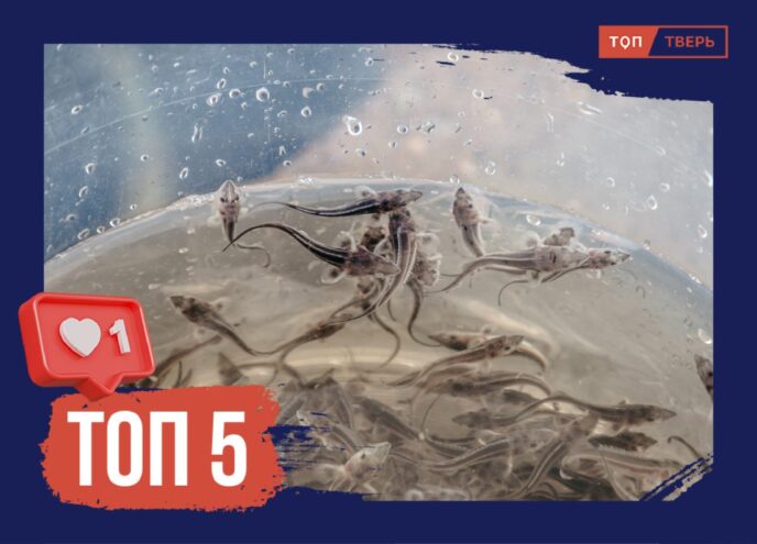 На крючке: раньше в Твери ловили даже осетров На крючке: раньше в Твери ловили даже осетров