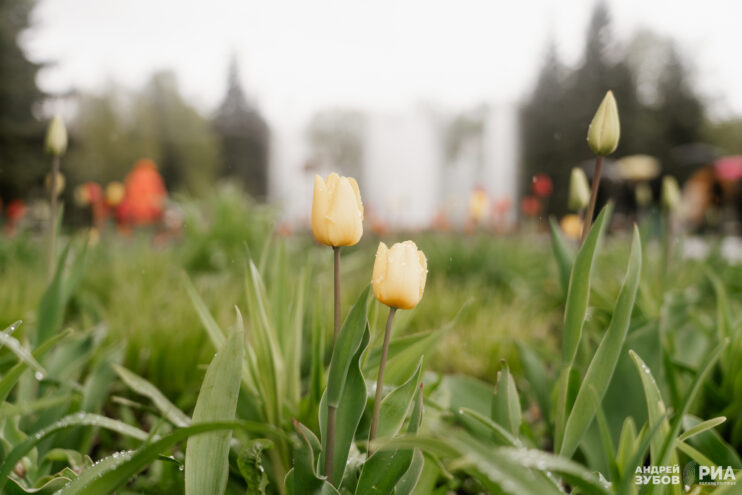 Жителей Тверской области ждет дождливое воскресенье Тверской области