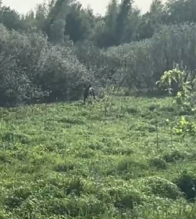 Жительница Тверской области увидела в поле трех детенышей лосей Жительница Тверской области увидела в поле трех детенышей лосей