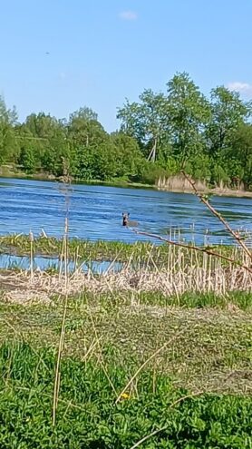 Лось из Тверской области снова замечен в реке