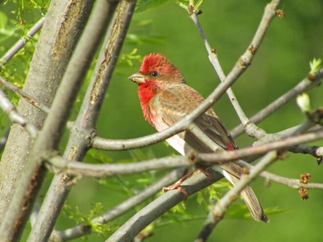 Красивые птицы все чаще встречаются жителям Твери Красивые птицы все чаще встречаются жителям Твери