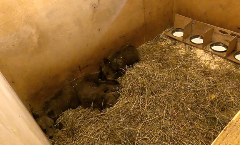 В Тверской центр спасения доставили троих медвежат в тяжелом состоянии