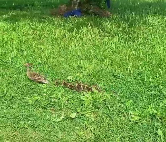 В Тверской области мама-утка решила записать детей в школьный лагерь В Тверской области мама-утка решила записать детей в школьный лагерь
