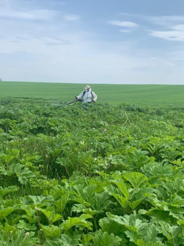 В Ржевском округе продолжается борьба с борщевиком Сосновского В Ржевском округе продолжается борьба с борщевиком Сосновского