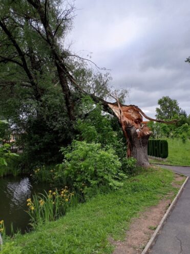 Сильный ветер повалил старую иву в Оленино Тверской области Сильный ветер повалил старую иву в Оленино Тверской области