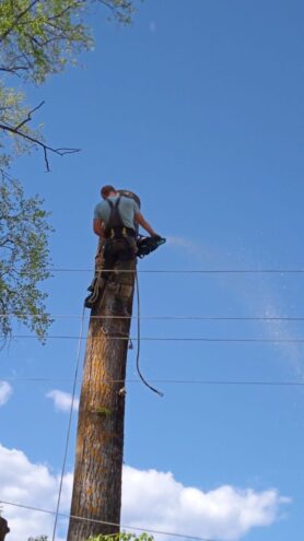 В Осташковском округе спиливают опасные деревья В Осташковском округе спиливают опасные деревья