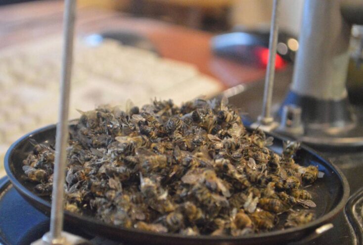 Очередной случай нозематоза у пчел зарегистрирован специалистами Тверской испытательной лаборатории Очередной случай нозематоза у пчел зарегистрирован специалистами Тверской испытательной лаборатории