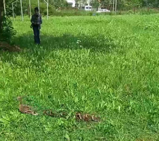 В Тверской области мама-утка привела детей в школьный лагерь