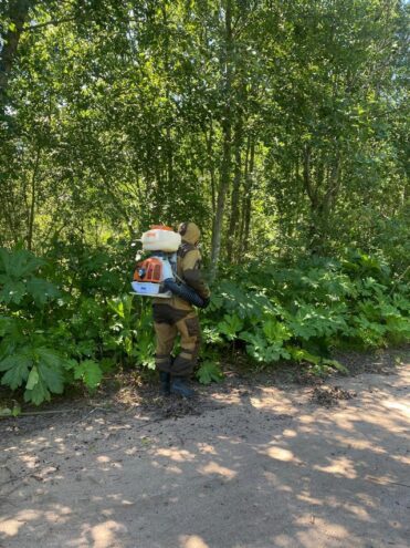 В округе Тверской области ведут борьбу с опасным сорняком В округе Тверской области ведут борьбу с опасным сорняком