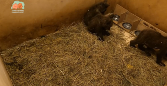 Спасенные медвежата-тройняшки стали чувствовать себя в Тверской области лучше