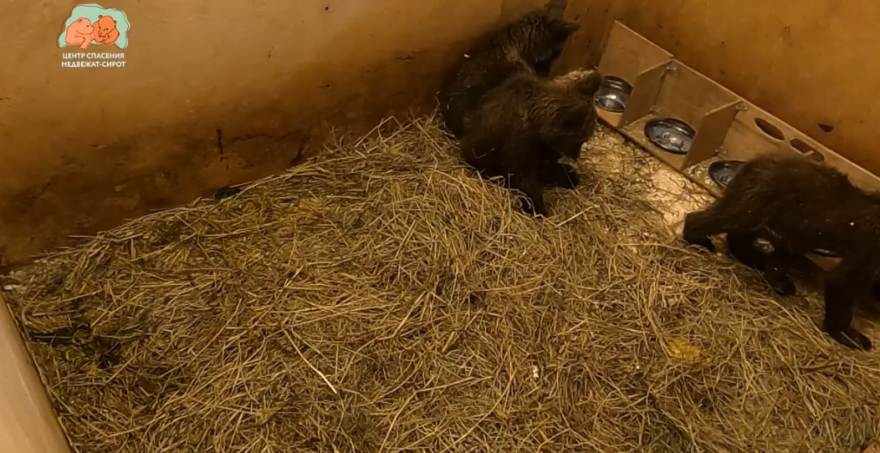 Спасенные медвежата-тройняшки стали чувствовать себя в Тверской области лучше