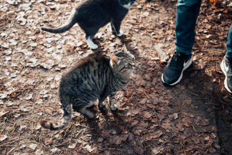 Жителей Тверской области призывают вакцинировать животных от бешенства Жителей Тверской области призывают вакцинировать животных от бешенства