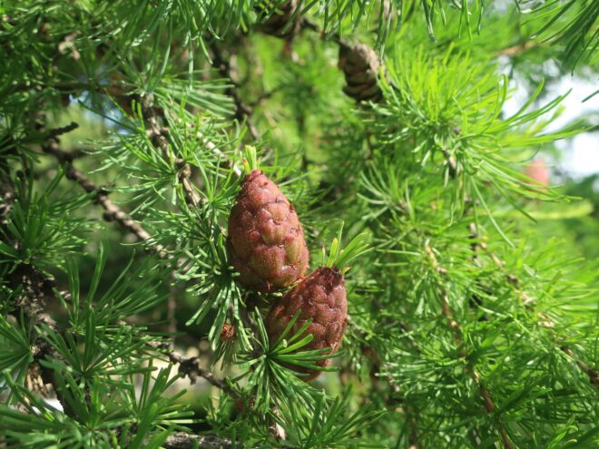 Жители Тверской области показали, какие ананасы растут в регионе шишка