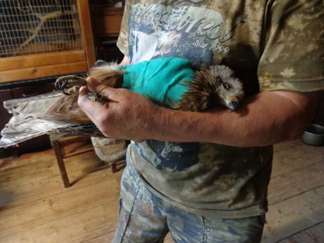 В Тверской области спасают сбитого машиной коршуна коршун