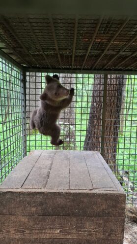 Маленькую медведицу из Пермского края доставили в тверской центр Маленькую медведицу из Пермского края доставили в тверской центр
